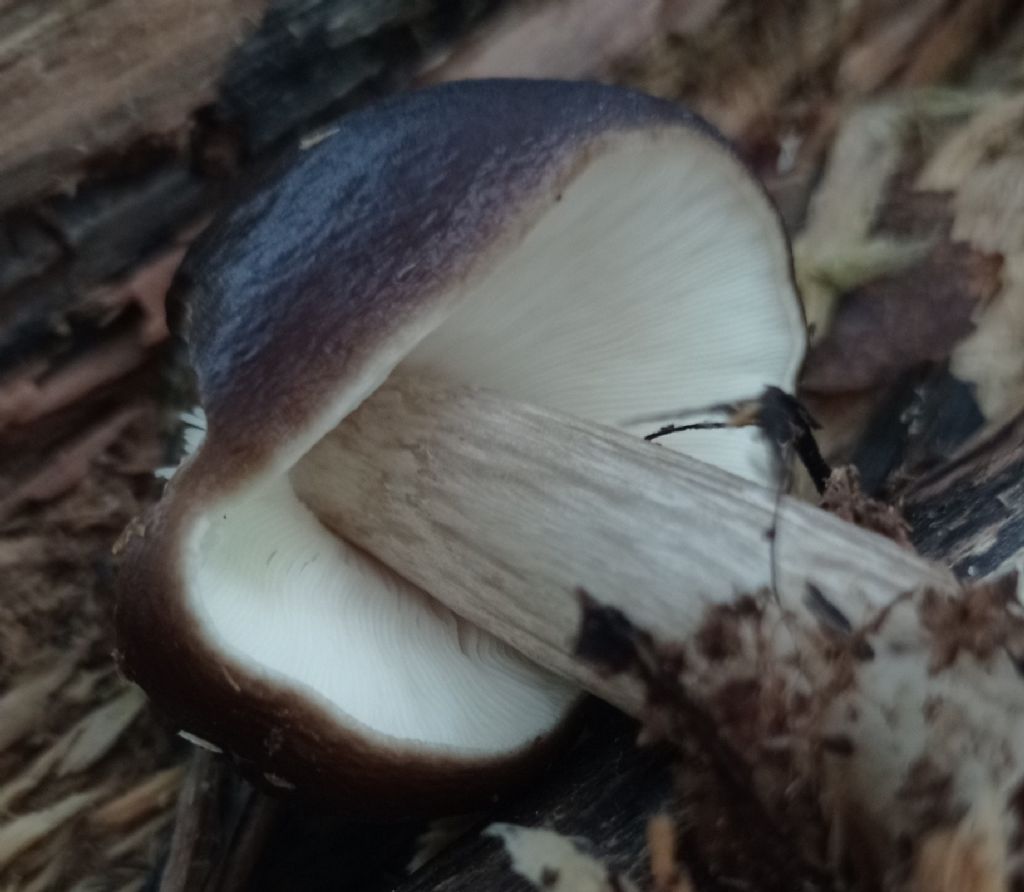 Pluteus cervinus